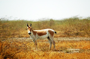 MileJourney - Dasada
