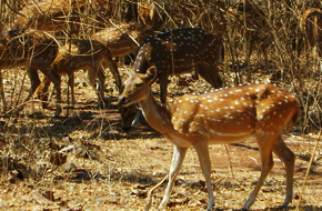 MileJourney - Gir-Deer