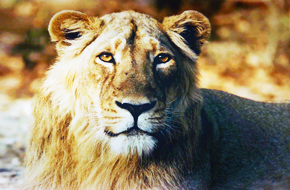 MileJourney - lion_sasan_gir