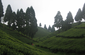 MileJourney - bagdogra