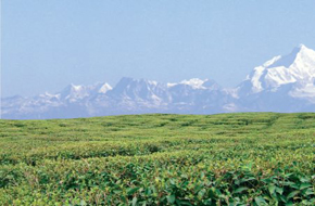 MileJourney - darjeeling