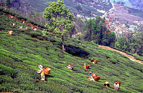 MileJourney - darjeeling_tea_picking