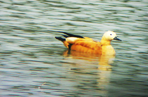 MileJourney - Kumarakom-Bird-Sanctuary