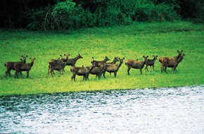 MileJourney - indian-wildlife