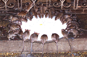 MileJourney - karni_mata_temple