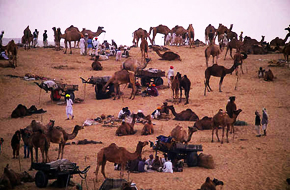MileJourney - pushkarfair