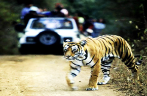 MileJourney - tiger_Ranthambore