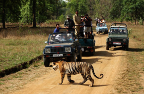 MileJourney - Bandhavgarh_National_Park