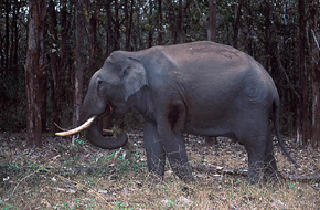 MileJourney - Nagarhole_National_Park