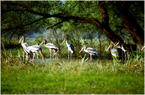 MileJourney - bharatpur_national_park