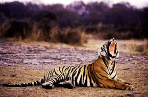 MileJourney - ranthambore